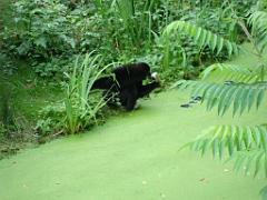 149 BIO PARC DE DOUE LA FONTAINE 3- 2016_000048
